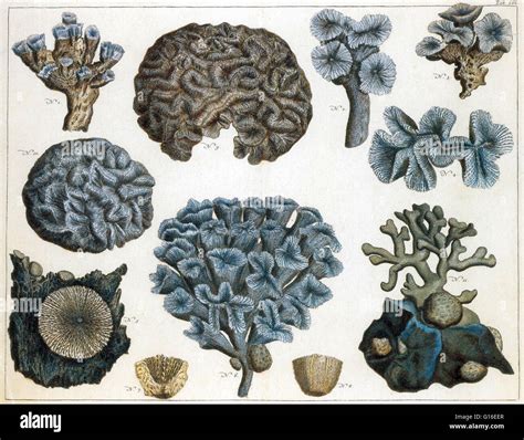  Vaughaniella! Une Anthozoa qui ressemble étrangement à un champignon marin et qui se nourrit de particules organiques en suspension dans l'eau