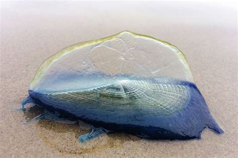  Velella velella: Une créature gélatineuse qui dérive avec élégance et intrigue !