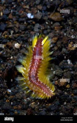  Vlasta: Un ver polychète qui brille dans l’obscurité abyssale!