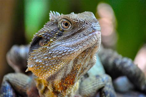  Water Dragon: Une créature à sang froid aux écailles chatoyantes qui se faufile dans les branches avec grâce!