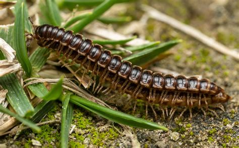  Quest-ce que le Quelestropes Paradoxus et Quelle Est Sa Position Inhabituelle dans le Monde des Mille-Pattes ?