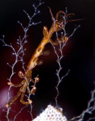  Windowpane-like Creatures With a Taste for Tiny Crustaceans: Discover the Wonders of the Wrightia Hydroid!