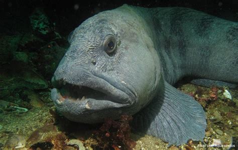  Wolffish: Une créature fascinante qui combine une armure imposante avec une curiosité insatiable !