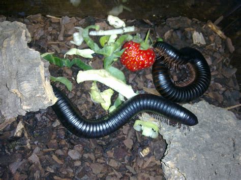  Woodland Millipede: Un Mystérieux Créateur de Terriers Souterrains à Carapace Segmentée!