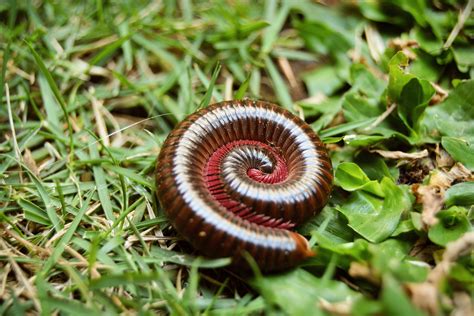  Worm Millipede: This Remarkably Resilient Arthropod Boasts an Impressive Array of Legs and Thrives in Environments Ranging from Humid Forests to Dry Grasslands!