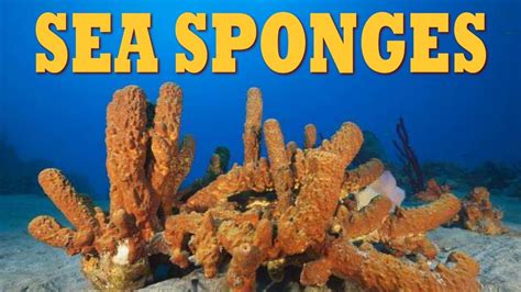  Xavieria: A Colorful Sponge That Defies Expectations!  