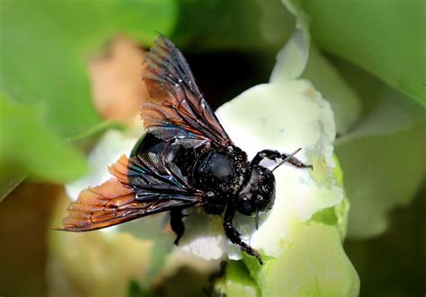  Xylocopa! Une Myriapode à la Recherche Incessante de Débris Organiques