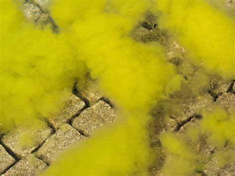  Yellow-Green Algae: A Tiny Powerhouse that Photosynthesizes Like a Champ!