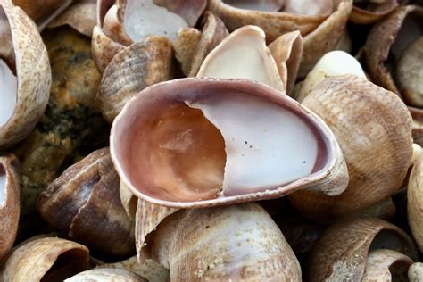  Yellow Slipper Snail! Discover this Tiny Gastropod’s Incredible Adaptability and Delightful Shell