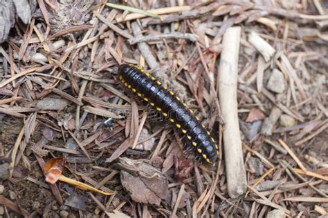  Yellow-Spotted Millipede: Un animal fascinant aux mille pattes avec des taches jaunes brillantes qui se déplace à travers la litière forestière!