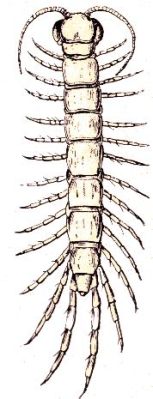  Ytang: Un Myriapode qui Dépasse les Limites de l'Imagination avec ses Mille Pattes Trembleuses!