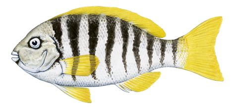  Zebra Fish: Un poisson rayé aux capacités étonnantes qui brille par son rôle important dans la recherche scientifique !