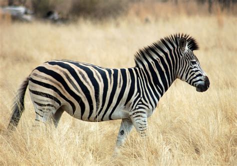  Zébré du Zimbabwe: Un Maître de la Métamorphose avec des Bandes Rouges Uniques!