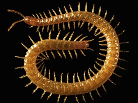  Zigozantides! Le Myriapode Solitaire qui Marche sur des Millions d'Anneaux