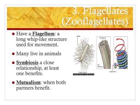  Zoo flagellates! These Tiny Creatures Are Like Living Whips, Constantly Beating Their Way Through Life